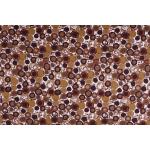 Cotton Satin Fabric Rounds Brown Cotton Stretch Satin Fabric Printed
